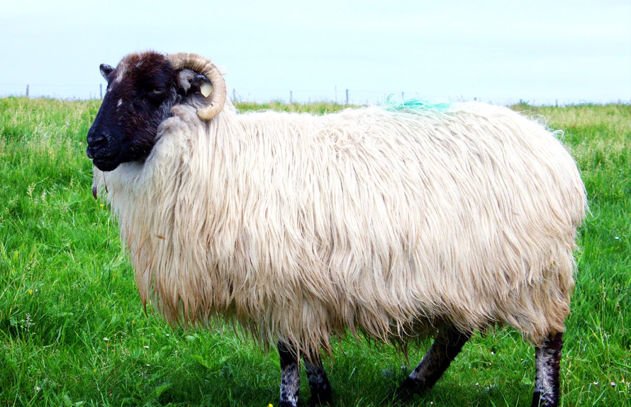 The rugged Dingle Peninsula, a photo essay