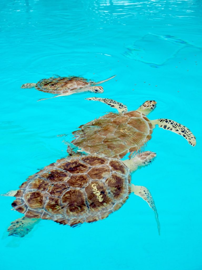 Rescue, Rehab, Release: Visiting The Sea Turtle Hospital in The Florida ...