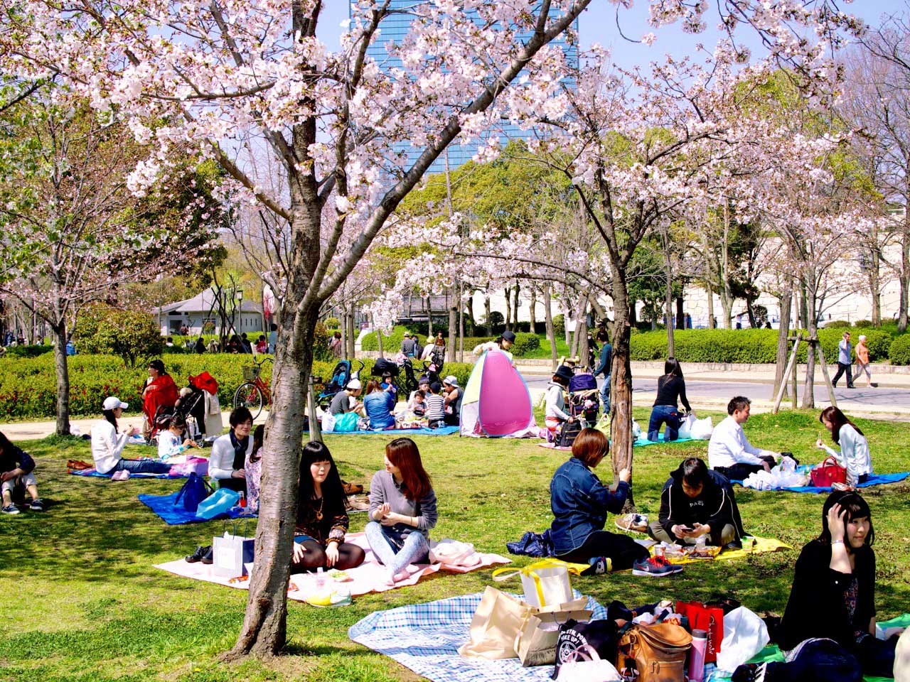 2023 guide to cherry blossom in Japan | To Europe and Beyond